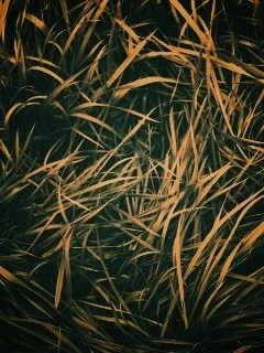 Блеклая трава обои