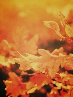 Дубовые листья обои