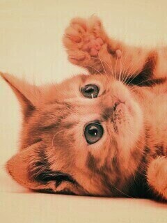 Котёнок обои