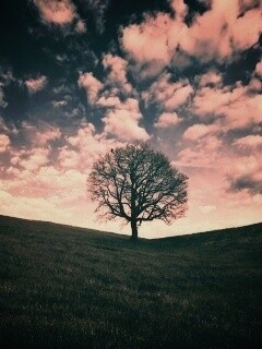 Холм одинокого дуба обои