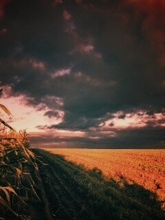 Кукурузное поле обои