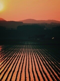 Рисовые поля обои