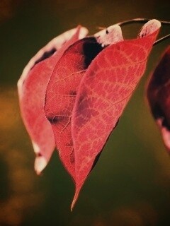 Ветка красных листьев обои