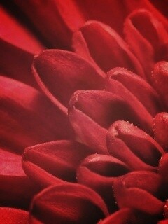 Лепестки хризантемы обои