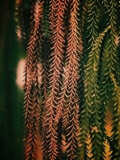 Зеленые колючки обои