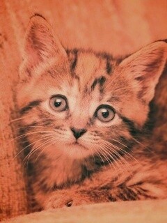 Милый маленький котенок обои