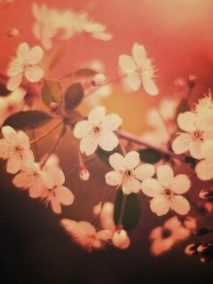 Ветка сакуры обои