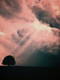 Избранный обои