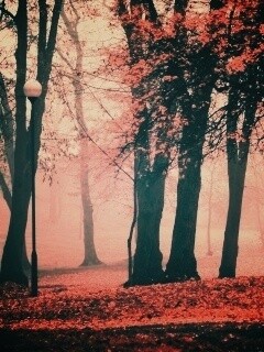 Парк красных листьев обои