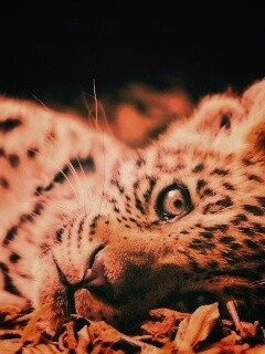 Гепард котенок обои