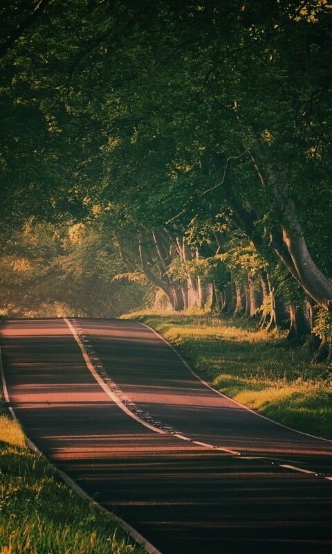 Трасса в тени деревьев обои