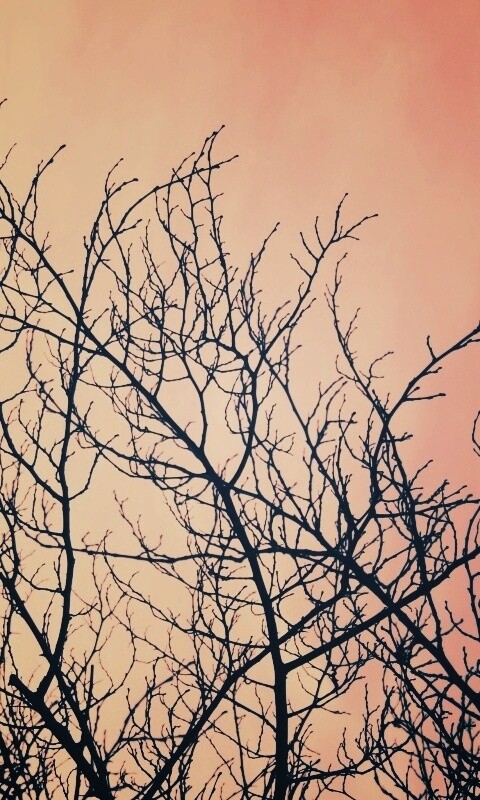 Ветвистое дерево обои