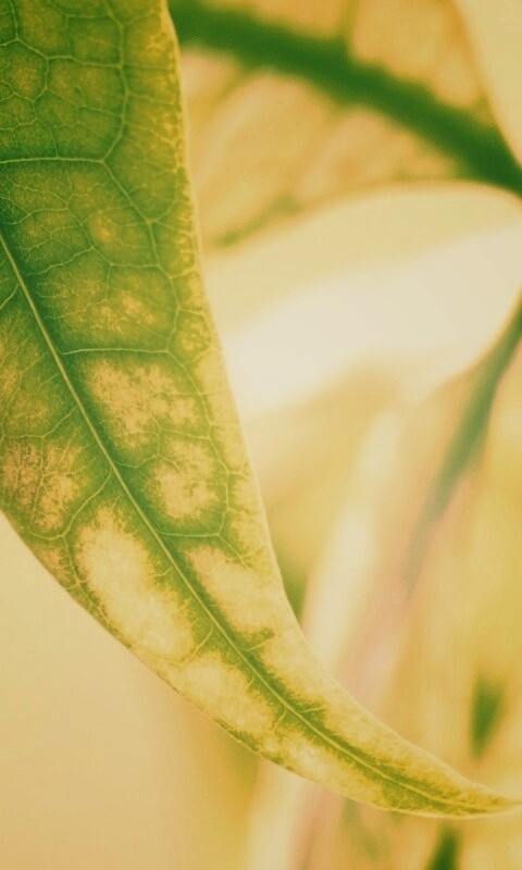 Зеленый листок обои