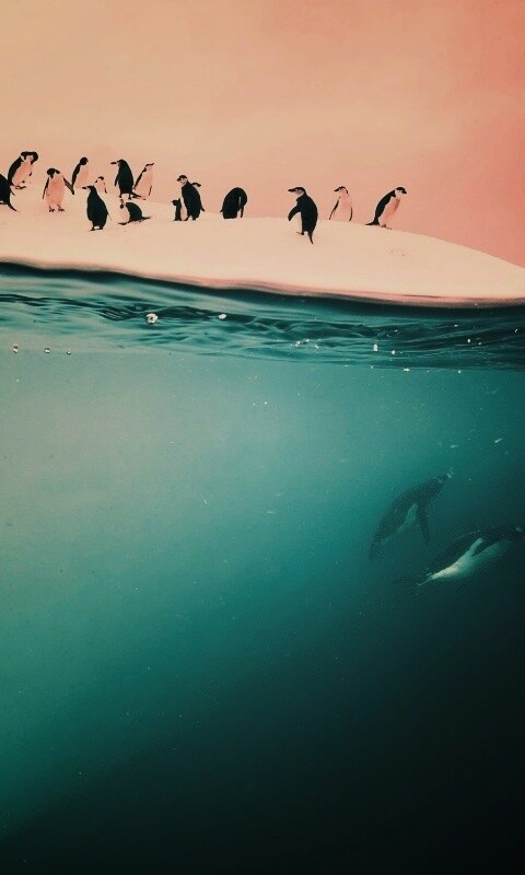 Пингвины обои