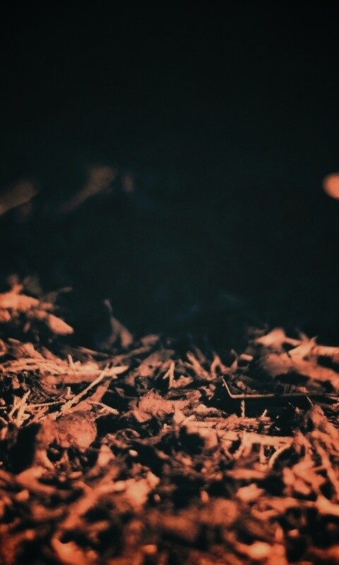 Хворост обои