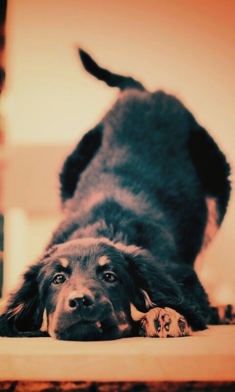 Игривый пес обои