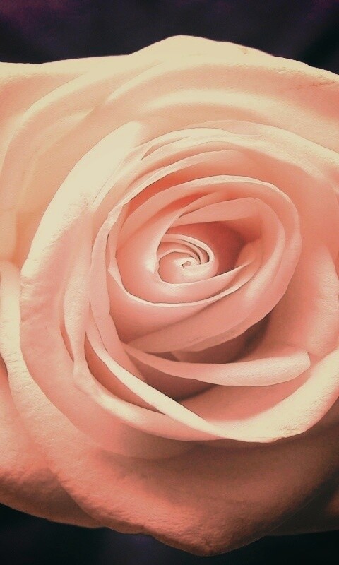 Белая роза обои