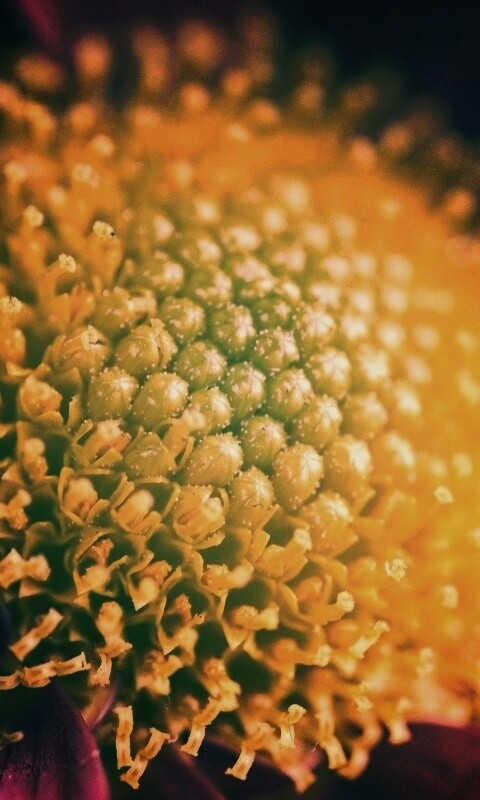 Цветок обои