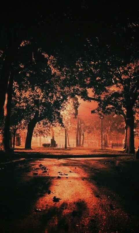 Ночной парк обои