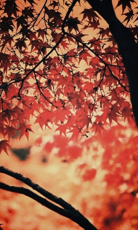 Осенняя заря обои