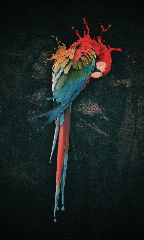 Попугай обои