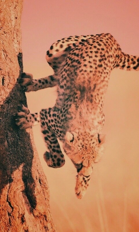 Скалолаз обои