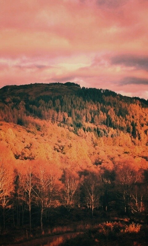 Золотая осень обои