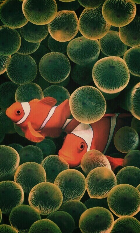 Рыбка клоун стандартные обои iPhone обои