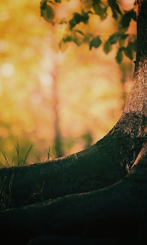 Корни дерева обои