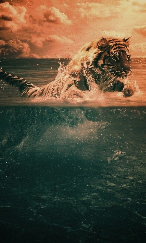 Тигр купается обои