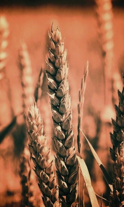 Молодые пшеничные колосья обои