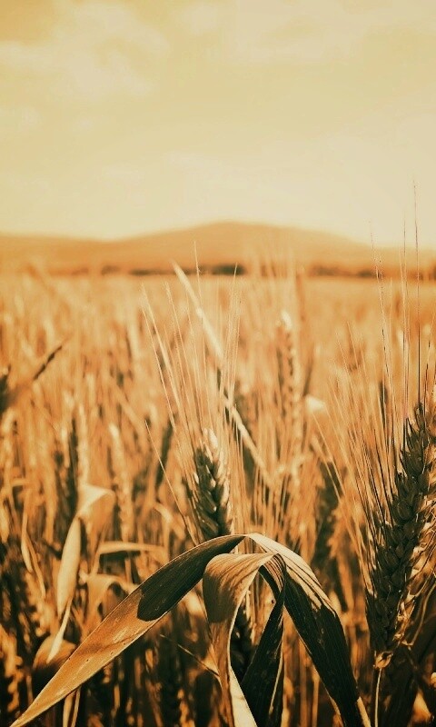 В полях обои