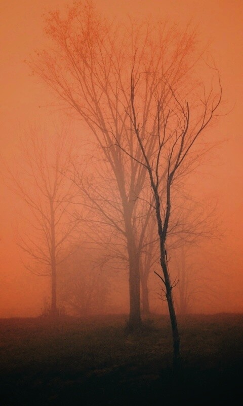 Деревья в тумане обои