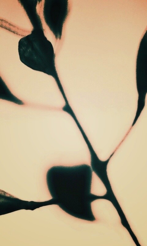 Усыхающие листья обои