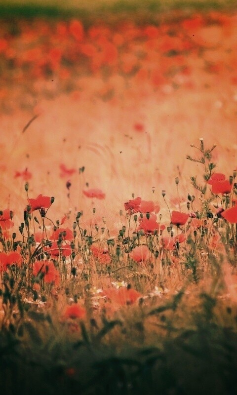 Маковое поле обои