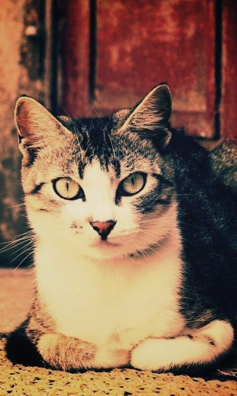 Кошечка на подстилке обои