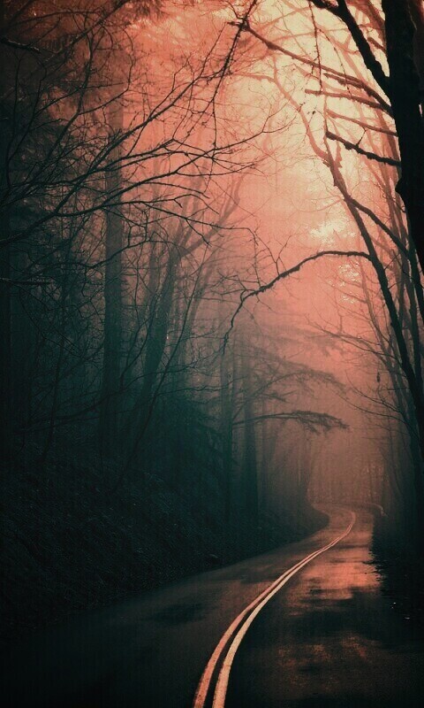 В туман обои