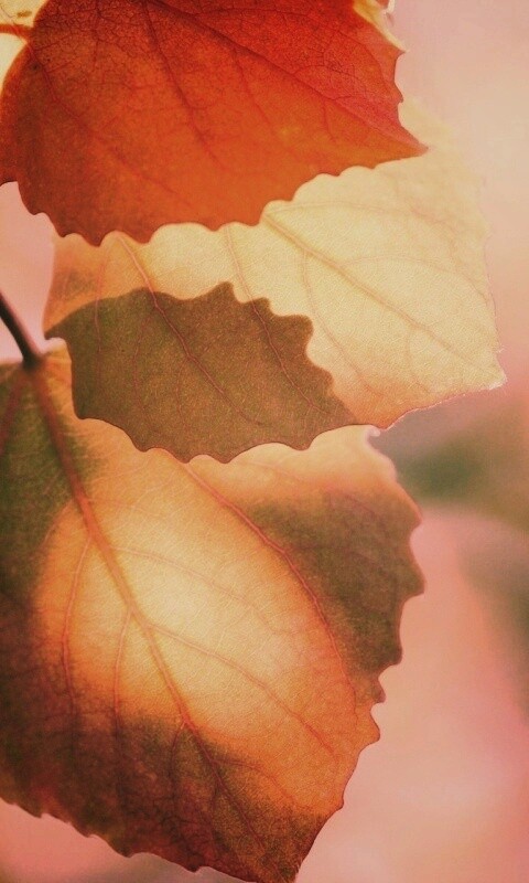 Макро фото осенней листвы обои