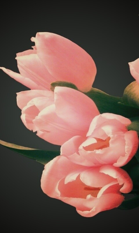 Розовый букет обои