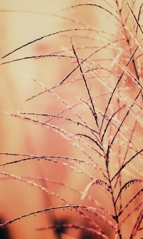 Макро фото растения обои