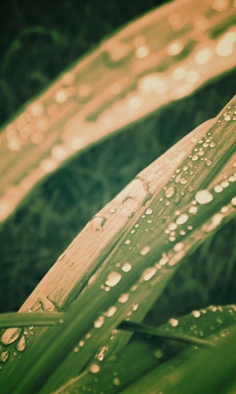 Роса на траве обои