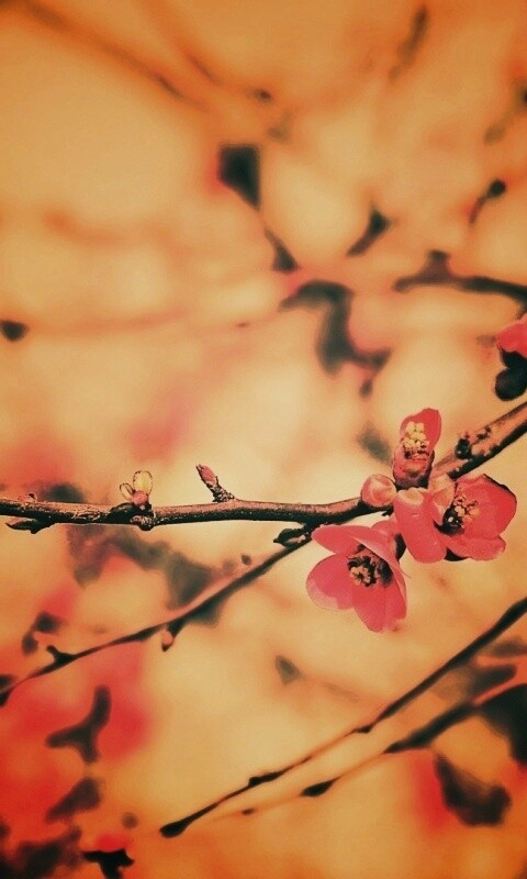 Весеннее цветение обои