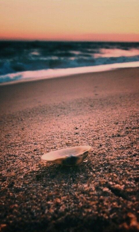 Ракушка не песчанном берегу обои