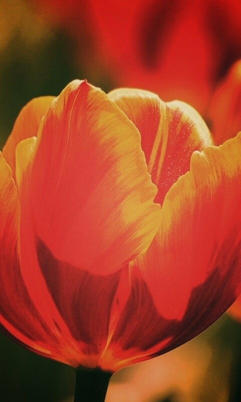 Красно-желтый тюльпан обои