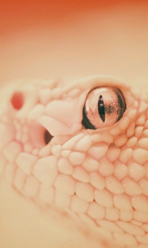 Змея альбинос обои