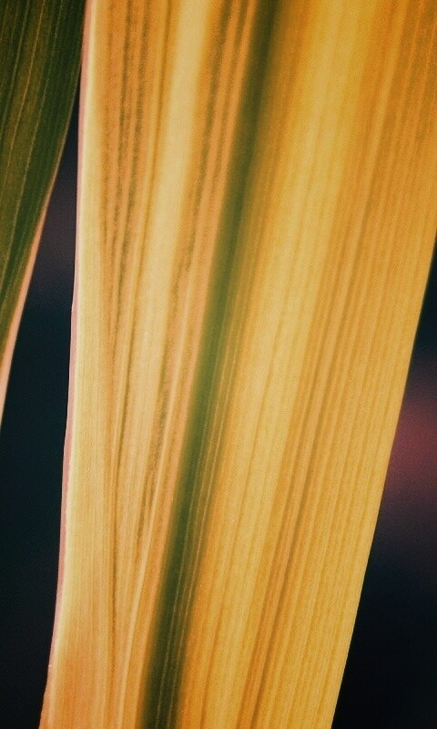 Салатоввые травинки обои