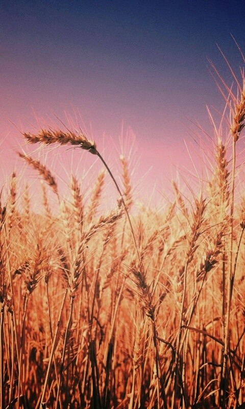 Пшеничные колосья обои