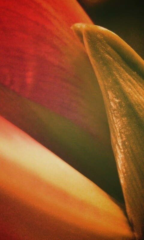 Макро фото цветка обои