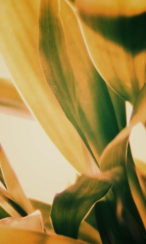 Солнечные травинки обои