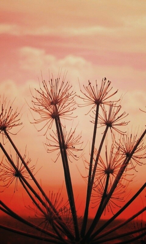 Зонтичное соцветие обои